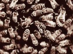 nemfrogfilms:  Worker bees. Social Insects: The Honeybee. 