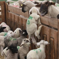 thinkveganworld:  Baby lambs marked for slaughter trying to get