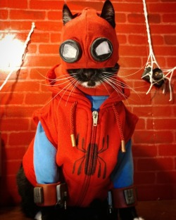 cat-cosplay:  “Can’t you just be a friendly neighborhood Spider-Cat?”