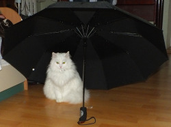 MEOW