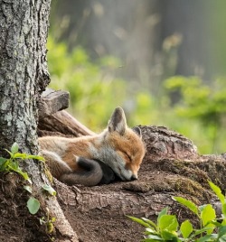 beautiful-wildlife:Der Schlaf des Gerechten by Marcel Castelli