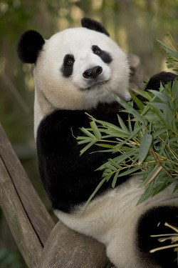 fuckyeahgiantpanda:  Bai Yun at the San Diego Zoo, California,