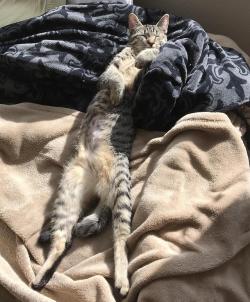 cutekittensarefun:She just figured out sleeping in the sun is