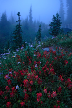 coiour-my-world:  Yanbing Shi ~ Dreamy Rainier ~ Mt Rainier