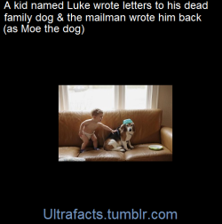 ultrafacts:  Moe, the family beagle, died at age 13, leaving