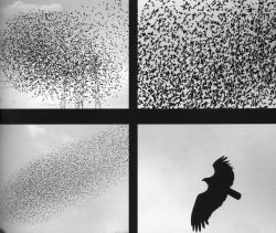 inritus:Blackbirds, Lukas Felzmann