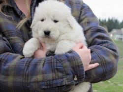 awwww-cute:  Accidentally adopted a baby seal instead of a puppy