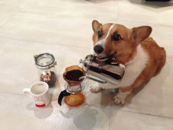 buzzfeed:  Corgi butlers are best butlers. 