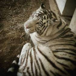 Hi there kitty *-* Spent all day in Zoo with kitties *-* #tiger