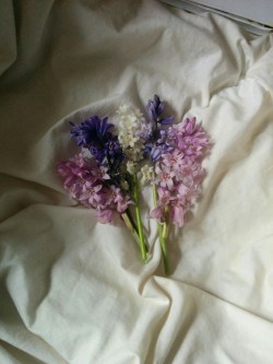 plant-pixiee:I picked some flowers for pressing.
