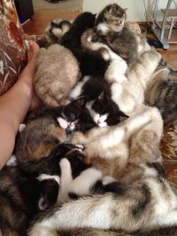 awwww-cute:  Cuddly blanket of kittens