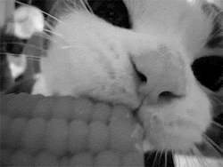 dashingthroughtheno:  THERE IS A CAT EATING CORN ON THE COB ON