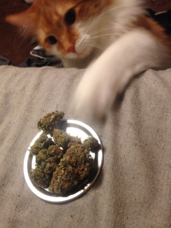 frozenyogirtt:  Oliver thinks he’s so sneaky stealing my nugs