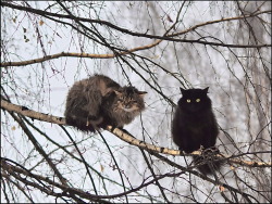 beckpoppins:salparadisewasright:faethverity:These are not owls.are