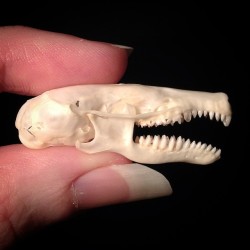 bone-lust:  BONELUST PERSONAL COLLECTION: New addition to my