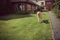 handsomedogs:  My Golden Retriever, Lucy  http://rokusanu.tumblr.com/