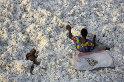 ferrarisheppard:  Origin of Cotton (photo: Yann Arthus-Bertrand)