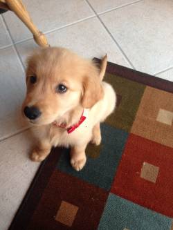 awwww-cute:  Surprised my Wife with a Golden Retriever Puppy.