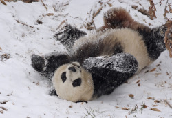 s4lvage:  National Zoo giant panda enjoys area’s first snow
