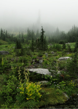 quiet-nymph:  ”  Along Lake Ann trail.” by Bikejr   