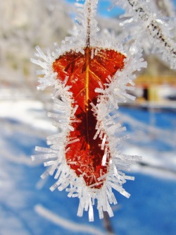 everpresentbeauty:  Frost crystals on a cottonwood leaf in Yosemite