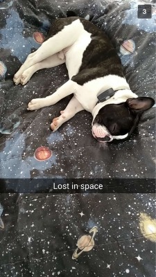 cuteanimalspics:  Lost in space