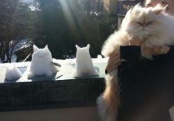cutekittensarefun:My cat isn’t very happy about our ice sculptures