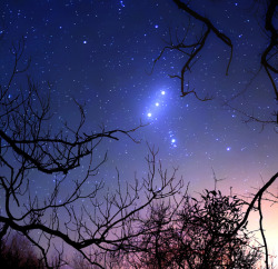 wonders-of-the-cosmos:    Orion - Alnitak, Mintaka and Alnilamby: VegaStar