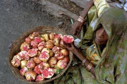 fotojournalismus:  Old woman sells pomegranates at the side of