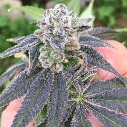 weedporndaily:  #PurplePunch female pollinated by #PurplePunchF2