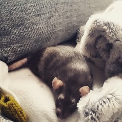 guldfiskn:  Yesterday, my beloved little fuzzball Nymeria passed