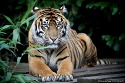 brookshawphotography:  A gorgeous Sumatran Tiger at Chester Zoo…