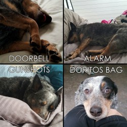 The various attention levels of my dog, Midnight.