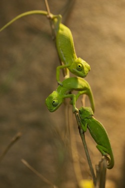 h4ilstorm:Veiled Chameleons (by Michael Molthagen)