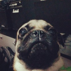 Mingo dalton #pug