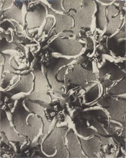 annasintervals:  Karl Blossfeldt 