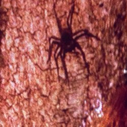 OMG. This was next to a models head!! Of course she screamed once I sent her the screen shot that this was next to her head as she posed . #spider #photosbyphelps