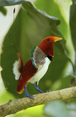 Fancy feathered wonder (Blue-legged King Bird of Paradise)