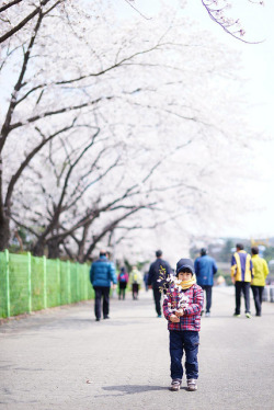 fuckyeahjapanandkorea:  Sakura boy by Shun Daddy 