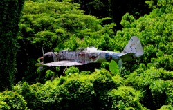 abandonedography:  Plane still stuck in a tree since WW2, Papua