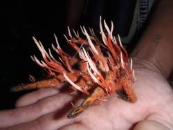 breakerlolz:  Tarantula being consumed by a flesh-eating fungus.