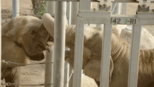 vegangstaparty:  adoptpets:  The Tail of Two Lonely Elephants: