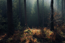 90377: Hazy enchantment and Forest Lights by Jerdess  