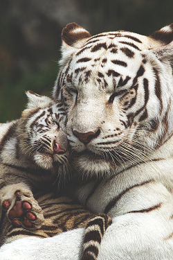 draftthemes: visualechoess:  Cuddle up! - by: Manuel Guttmann