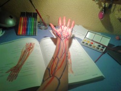 imightbeelena:  There’re different ways to study anatomy, mine