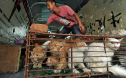 Pet lovers have rescued more than 100 cats destined for the cooking pot in restaurants in Wuhan, capital of central China&rsquo;s Hubei Province. A member of the public contacted the local animal protection association after discovering a secret cat stora