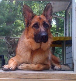 handsomedogs:The Mighty Watcher