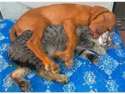 Cat x Dog= Love