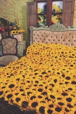 bogotati:  Lovely sunflower 