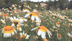 pedromgabriel:  - Hiking among wild daisies -by Pedro Gabriel